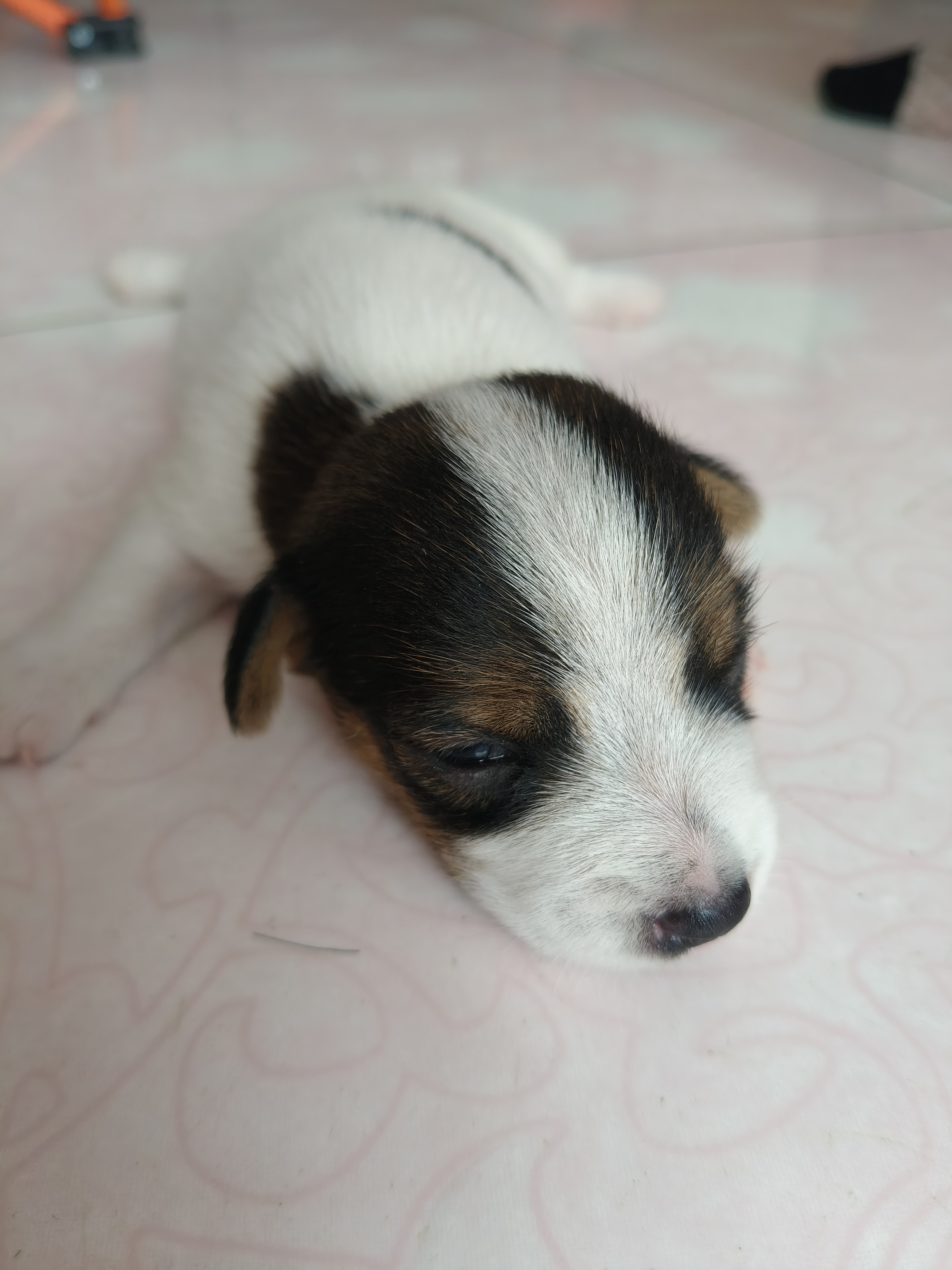 杰克罗素梗幼犬预定，三母一公，健康可爱喜欢的看过来！